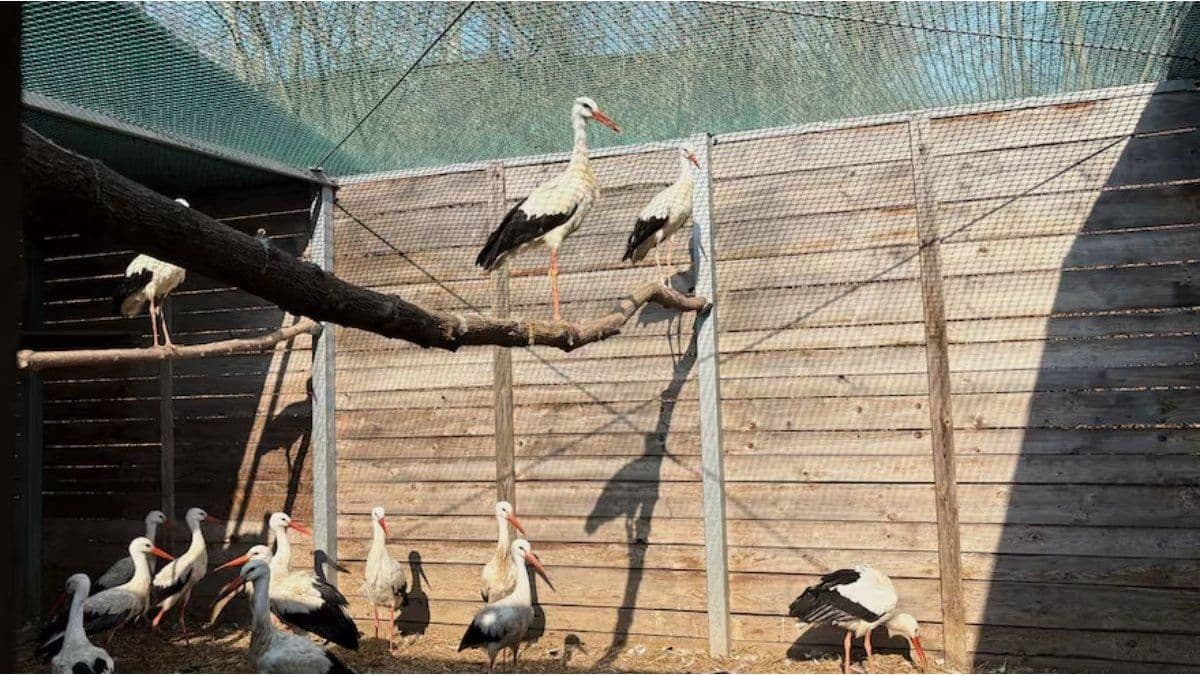 Nuevo hospital de aves en Polonia revoluciona el rescate de fauna silvestre