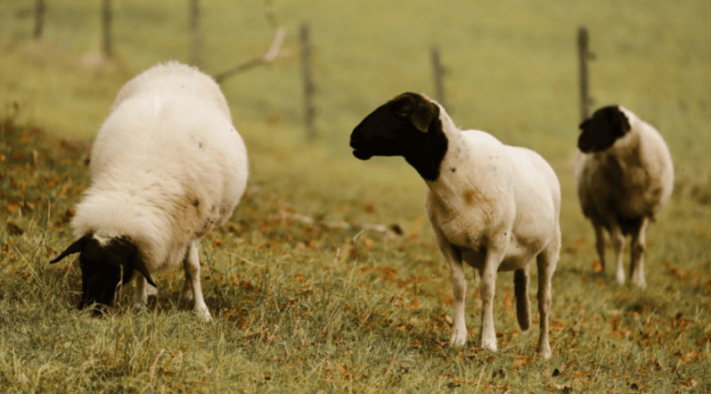 Alarma por casos de «oveja loca» en Argentina en medio del desguace del Senasa