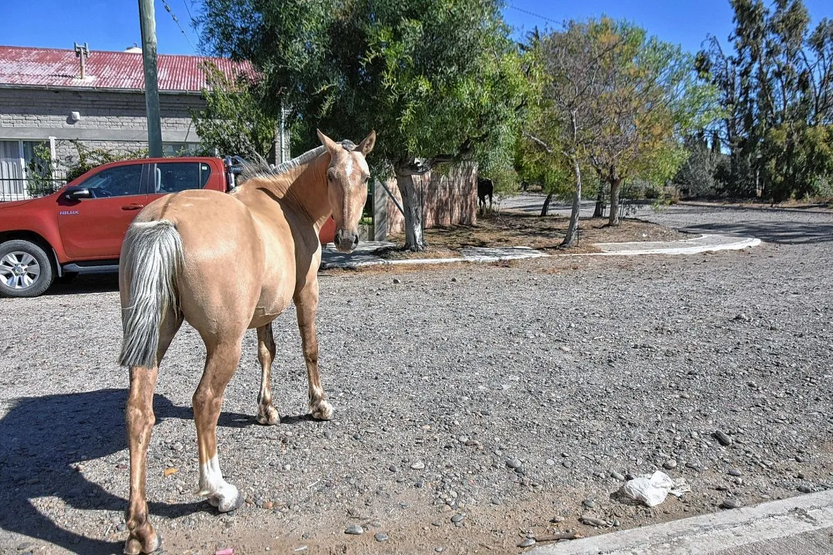 Comodoro: Latanzio pidió avanzar con el control de caballos sueltos y cuestionó la negativa del PRO