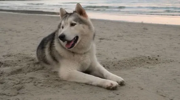Una mujer fue mordida por un perro siberiano en Rada Tilly y debió ser trasladada a una clínica