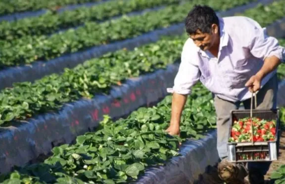 Crisis en el campo: insumos caros, precios en caída y relevo amenazado