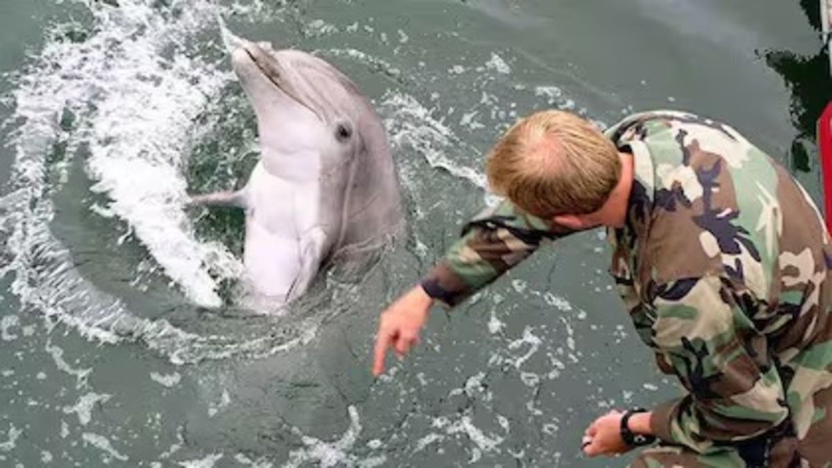 El Pentágono descartó que Irán tenga "delfines kamikazes" y no negó que EEUU cuente con esa arma