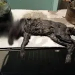 Hallaron un gato muerto y con signos de violencia en barrio Moure