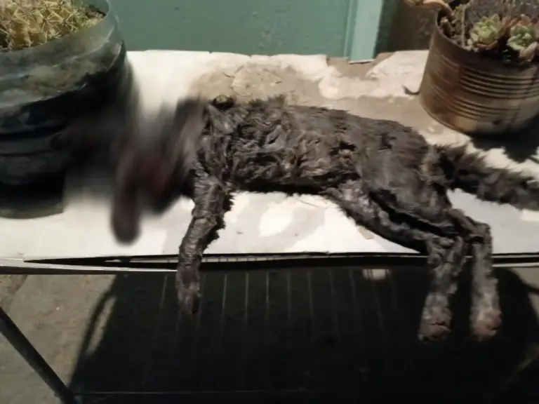 Hallaron un gato muerto y con signos de violencia en barrio Moure