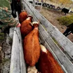 Importante operativo por abigeato: Secuestran armas, vehículos y ganado entre Chubut y Santa Cruz