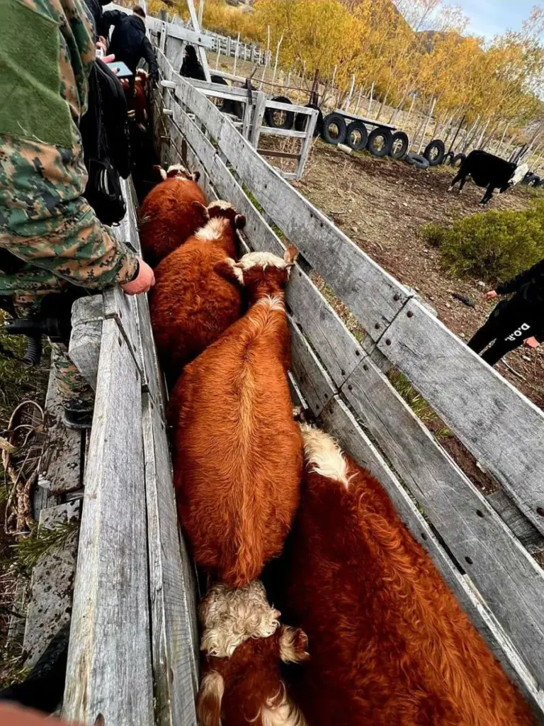 Importante operativo por abigeato: Secuestran armas, vehículos y ganado entre Chubut y Santa Cruz