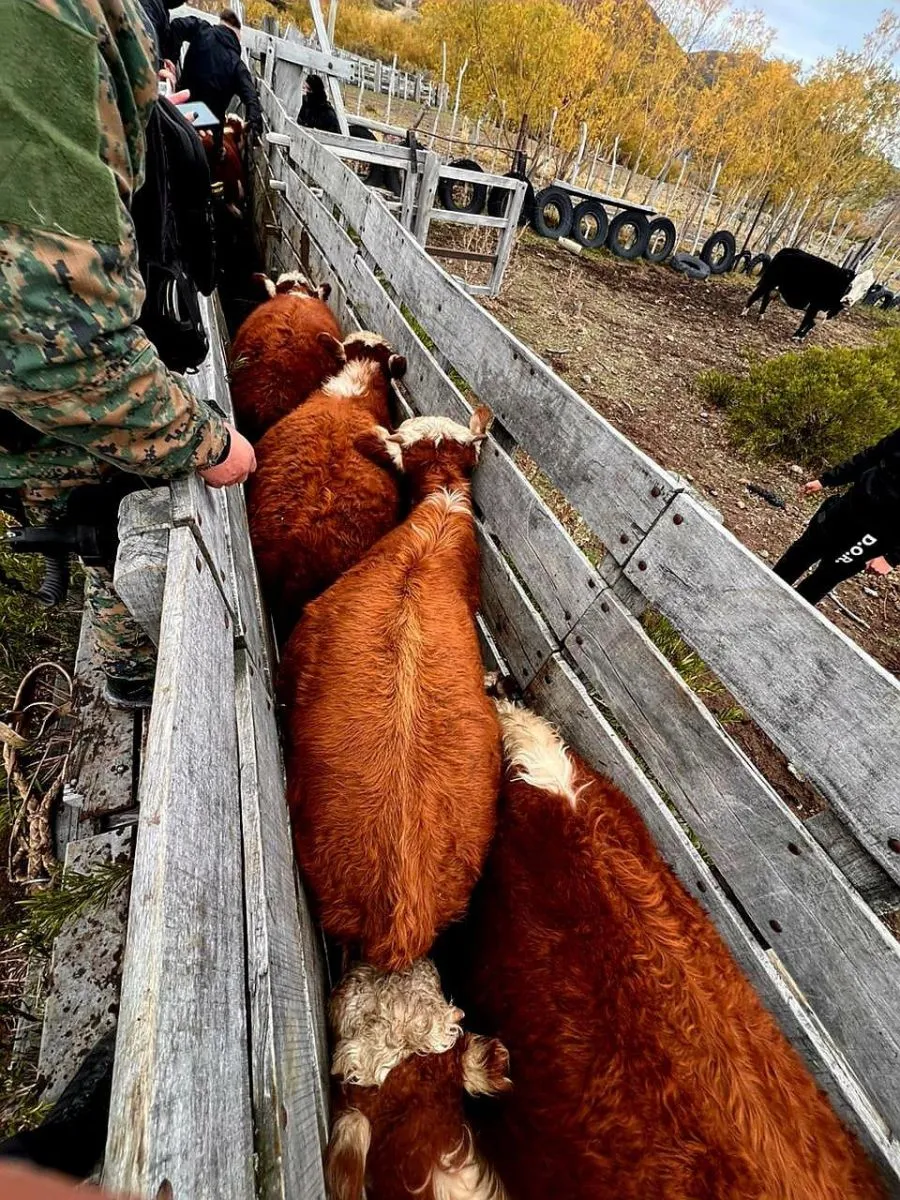 Importante operativo por abigeato: Secuestran armas, vehículos y ganado entre Chubut y Santa Cruz