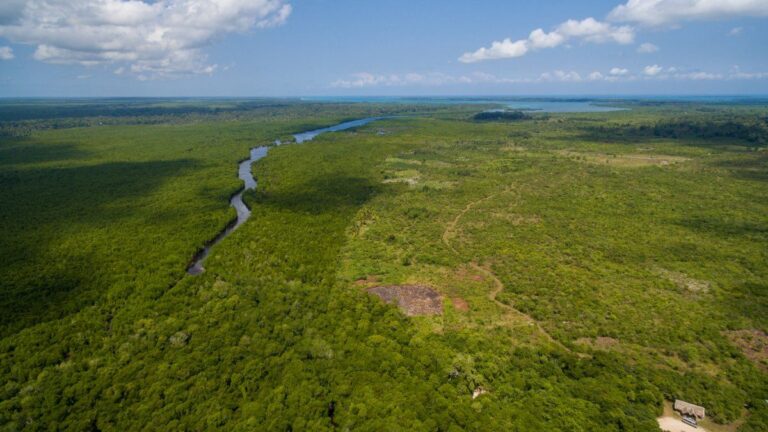 La Amazonía, bajo amenaza: narcotráfico y minería ilegal expanden el poder criminal