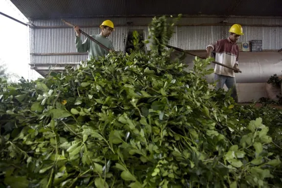 Yerba mate: el gobierno liberó el precio de la materia prima